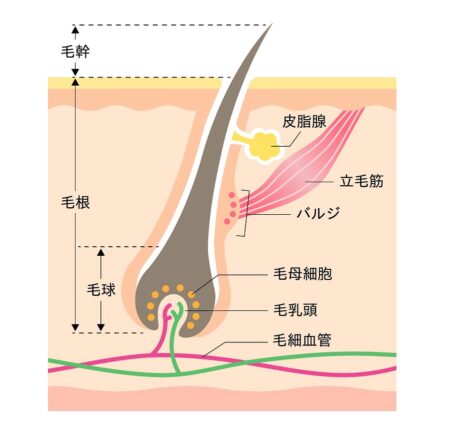 脱毛_THR方式　バルジ領域　図解